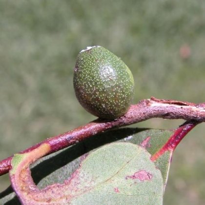 Side on view of a gall on a eucalypt branch, belonging to one of the new species. Photo: Lyn Cook.